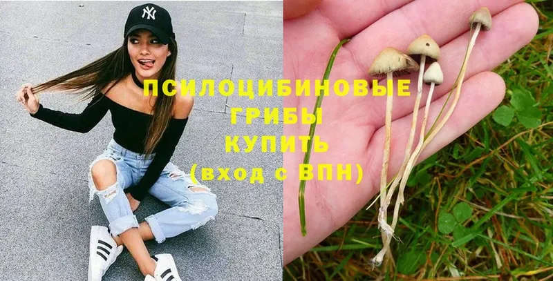 Псилоцибиновые грибы Psilocybe  Слюдянка 